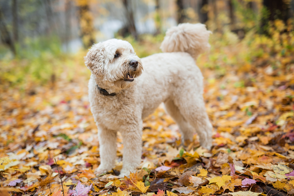 goldendoodle dog breed information