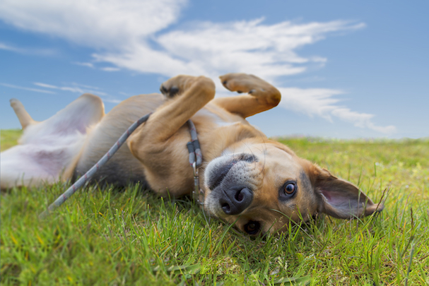 why do dogs roll in the grass